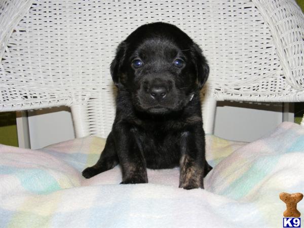 Puppies in MN